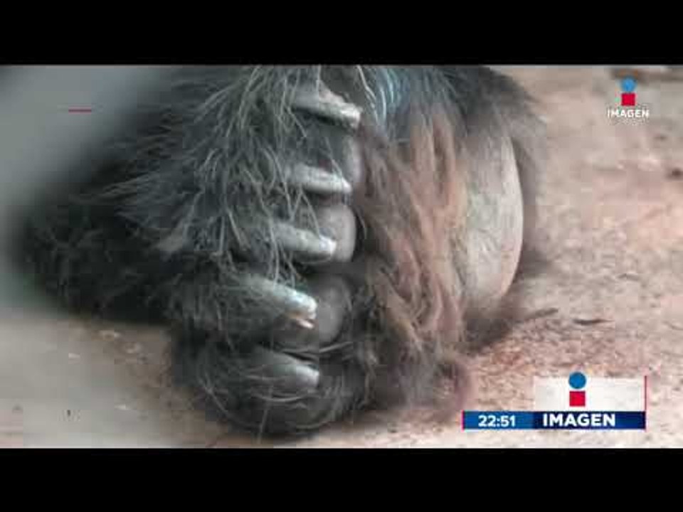 Sentencian a responsable del circo donde murió el oso Invictus | Noticias con Ciro Gómez Leyva
