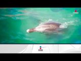 Delfines ayudarán a la Vaquita Marina | Noticias con Francisco Zea
