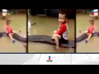 Impactante video de un niño montado en una pitón | Noticias con Francisco Zea