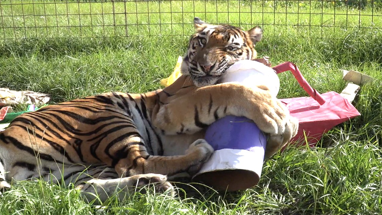 FAQ Friday Cooking For Big Cats video Dailymotion