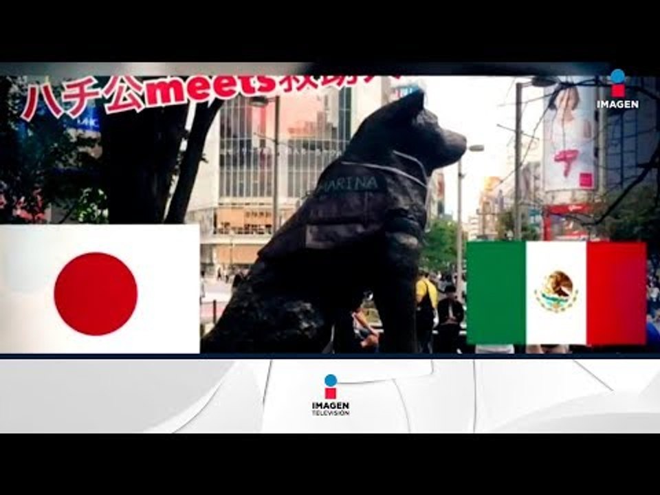 Rinden homenaje a perrita rescatista Frida en Japón | Noticias con Francisco Zea