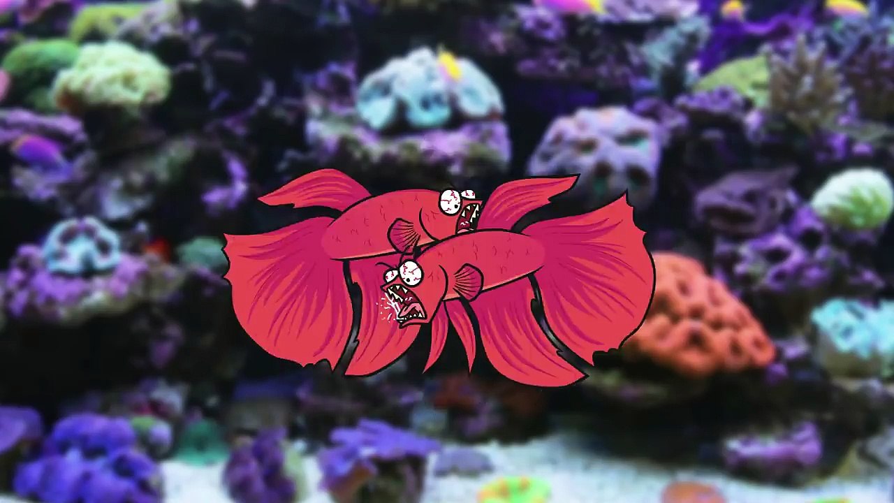 MAX, O PEIXE TELESCÓPIO - PEIXE BETA - Ep. 2 