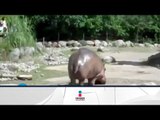 Flatulencia de hipopótamo impresionó a visitantes | Qué Importa