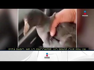 Un pájaro ataca al hombre que los rescató | Qué Importa