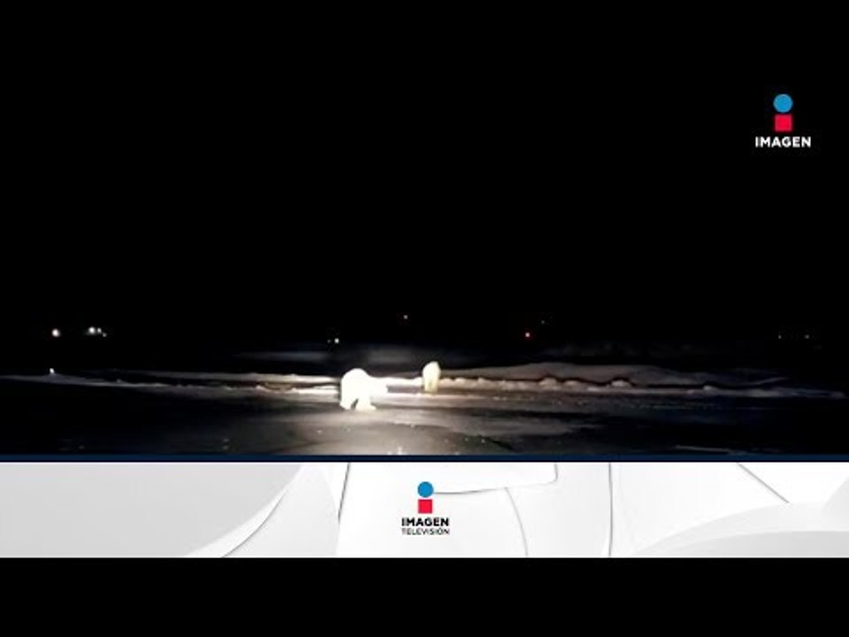 ¡Osos polares se aparecen en el aeropuerto! | Noticias con Francisco Zea