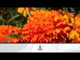 La flor de cempasúchil ¿de dónde viene? | Noticias con Francisco Zea