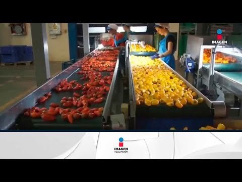 México e Irán fortalecen vínculos y fomentan sus relaciones agrícolas | Noticias con Francisco Zea