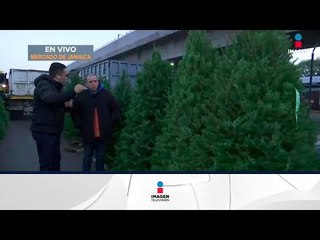 Dónde comprar un buen árbol de Navidad | Noticias con Francisco Zea