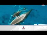 Foro Mundial para la Naturaleza reconoce labor pro vaquita marina | Noticias con Francisco Zea