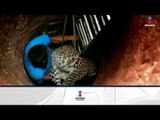 Rescatan a leopardo en un pozo | Noticias con Francisco Zea