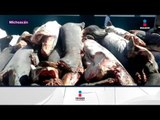 Hallan 298 tiburones envueltos en bolsas | Noticias con Yuriria Sierra