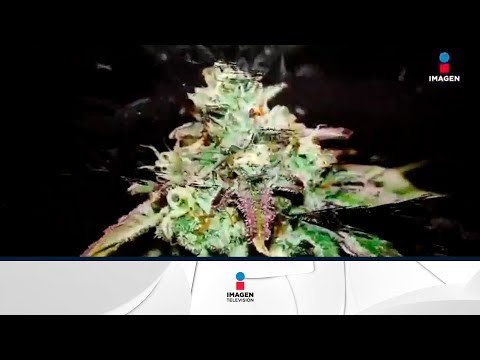 ¿Qué hay detrás del consumo lúdico de la marihuana? | Noticias con Francisco Zea