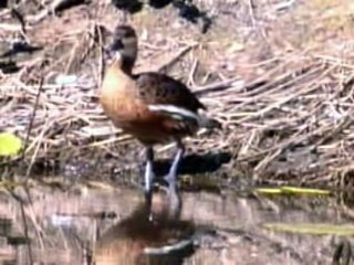 Wandering whistling duck
