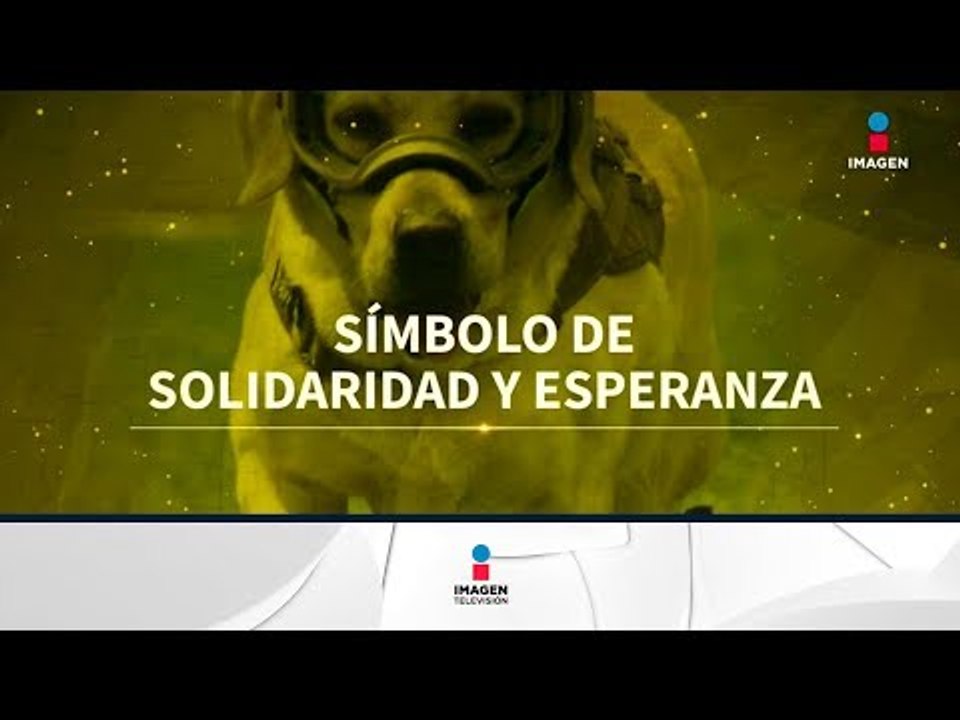 Frida, la perrita rescatista que se ganó el corazón de los mexicanos | Noticias con Francisco Zea