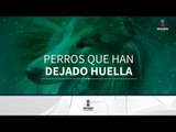 Perros que han dejado huella en la historia | Noticias con Francisco Zea