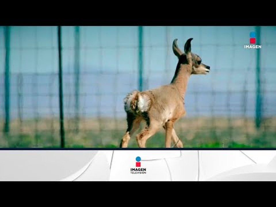 Nacen 11 crías de berrendo peninsular en Baja California | Noticias con Francisco Zea