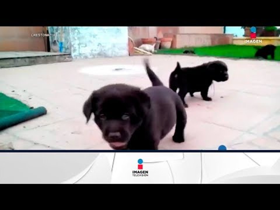 Las 10 razas de perros más populares | Noticias con Francisco Zea