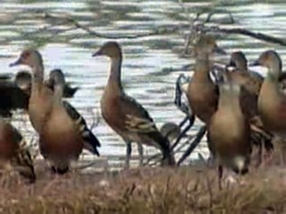 Plumed whistling duck