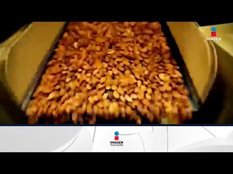 México ya se convirtió en el segundo exportador de alimentos más grande del mundo | Noticias con Zea