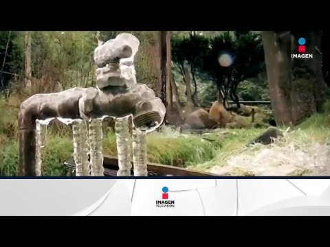 ¿Cómo se vive el frente frío no. 25 en México? | Noticias con Francisco Zea