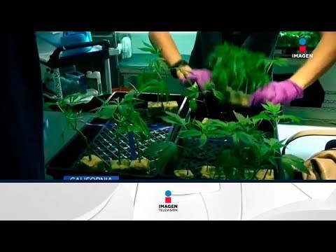 ¡La marihuana para uso recreativo ya se vende en California! | Noticias con Francisco Zea