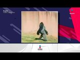 Gorila camina en 2 patas cuando nadie lo ve | Noticias con Yuriria Sierra