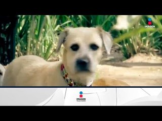 ¿Cómo el perro se hizo nuestro mejor amigo? | Noticias con Francisco Zea