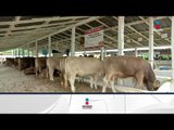 Emplean residuos de caña de azúcar en suplemento alimenticio para ganado | Noticias con Paco Zea