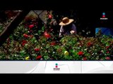 La industria de la flor en México es una de las más exitosas en el mundo | Noticias con Paco Zea