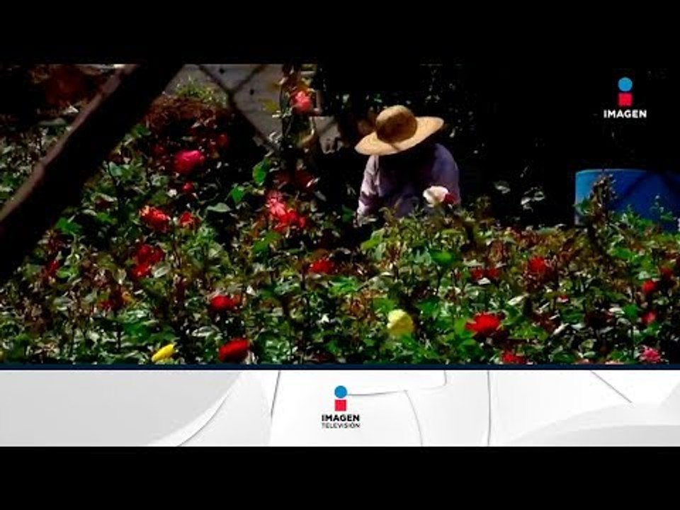La industria de la flor en México es una de las más exitosas en el mundo | Noticias con Paco Zea