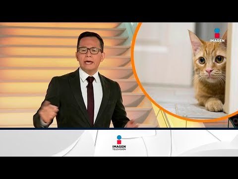 ¿Qué debes de tomar en cuenta antes de adoptar una mascota? | Noticias con Francisco Zea