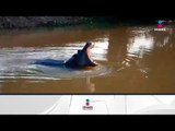 Encuentran un hipopótamo en Las Choapas, Veracruz | Noticias con Francisco Zea