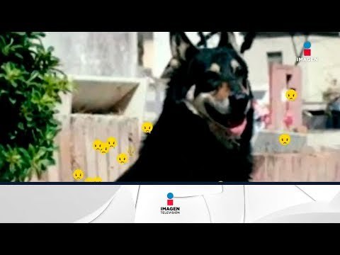 El perro más leal del mundo | Noticias con Yuriria Sierra