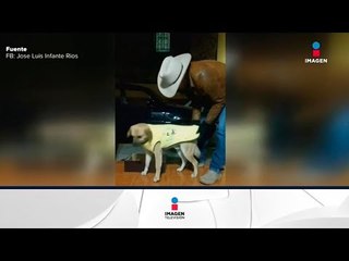 Abriga a perritos en el frío | Noticias con Yuriria Sierra