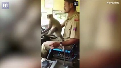 قرد يقود أتوبيس المسافرين في الهند