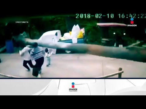 Niño se salva de milagro de morir aplastado por una palmera | Noticias con Francisco Zea