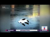 Lluvia de gansos muertos en Idaho | Noticias con Yuriria Sierra