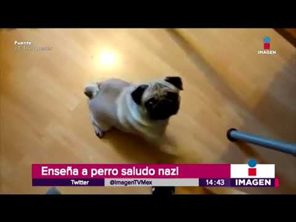 Perro hace el saludo Nazi, castigarán al dueño | Noticias con Yuriria Sierra