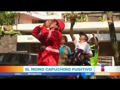 ¿Qué pasó con el mono fugitivo en Paseo de la Reforma? | Noticias con Francisco Zea