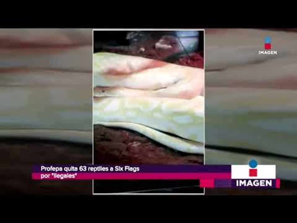 Profepa decomisa 63 especies salvajes de Six Flags México | Noticias con Francisco Zea