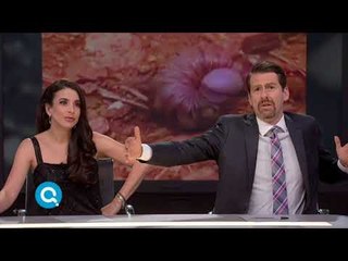 Mira la peculiar forma de este animal | Qué Importa