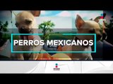 ¿Qué razas de perros son originarias de México? | Noticias con Francisco Zea