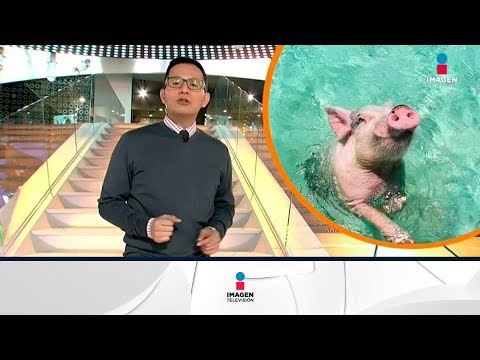 ¿Qué hemos aprendido de los animales con los que convivimos? | Noticias con Francisco Zea
