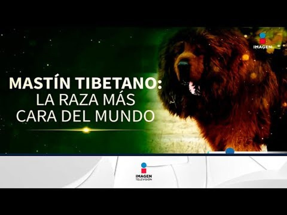 Las razas de perros más caras del mundo | Noticias con Francisco Zea