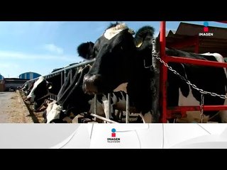 Líder de los granjeros de Estados Unidos, apoya TLCAN | Noticias con Yuriria Sierra
