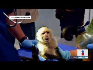 Capturan al Mono Capuchino | Noticias con Ciro Gómez Leyva