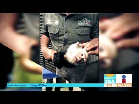 Capturan al mono capuchino de las Lomas de Chapultepec | Noticias con Francisco Zea