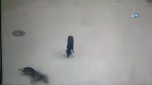 O Şoför İşinden Kovuldu... Bursa'da Köpeği Ezen Servis Şoförü İşten Kovuldu