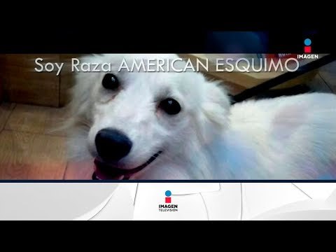 ¡Adopta a Sultán! Este adorable perrito está buscando a una familia | Noticias con Francisco Zea