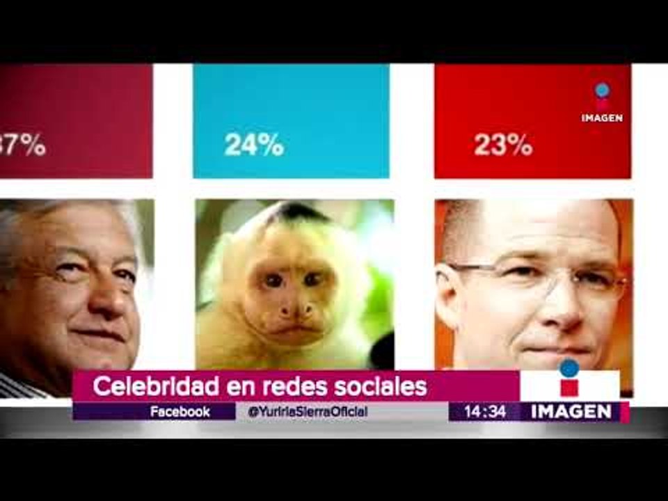 El mono capuchino de Reforma ya es una celebridad | Noticias con Yuriria Sierra